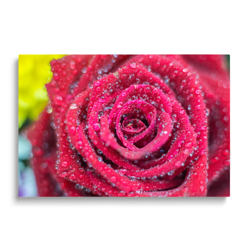 RED ROSE